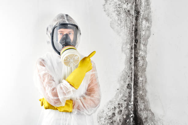 Best Mold Removal for HVAC Installations  in Fox Lake Hls, IL