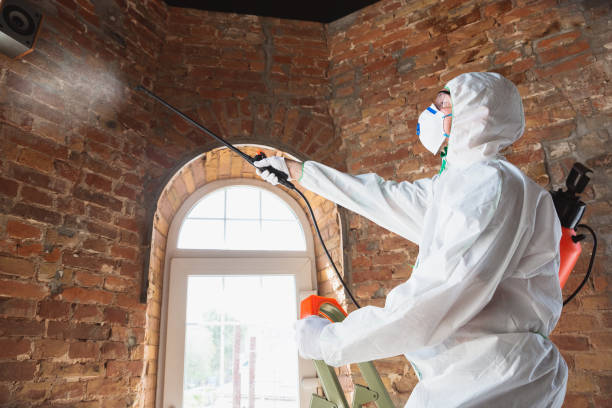 Professional Mold Removal Services in Fox Lake Hills, IL